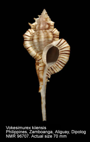 Vokesimurex kiiensis (5).jpg - Vokesimurex kiiensis(Kira,1959)